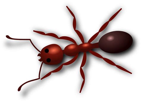 2d semut merah Cara budidaya semut rangrang – Semut rangrang atau yang memiliki nama latin Oecopylla Smaragdina adalah salah satu semut yang memiliki manfaat untuk dikembang biakan atau dibudidayakan
